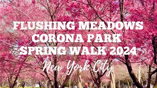 Okame Cherry Blossoms: Flushing Meadows Corona Park Spring Walk 2024 in Queens, New York City