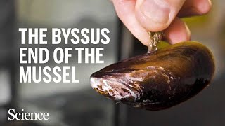 Here's how a mussel's "beard" helps it hang tight and let loose