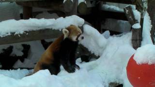Red Panda 20100117-2 リンゴ祭り-2