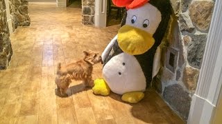 Norfolk Terriers Meeting A Penguin by Norfolk Terrier 3,103 views 8 years ago 2 minutes, 51 seconds