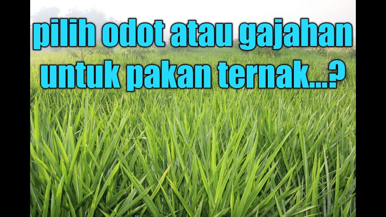100 Gambar Rumput Gajah Odot Terlihat Keren 100 Gambar Rumput Gajah Odot Terlihat Keren
