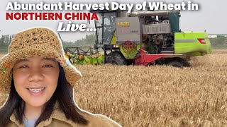🇨🇳 Abundant Harvest Day of Wheat in Northern Part of CHINA.