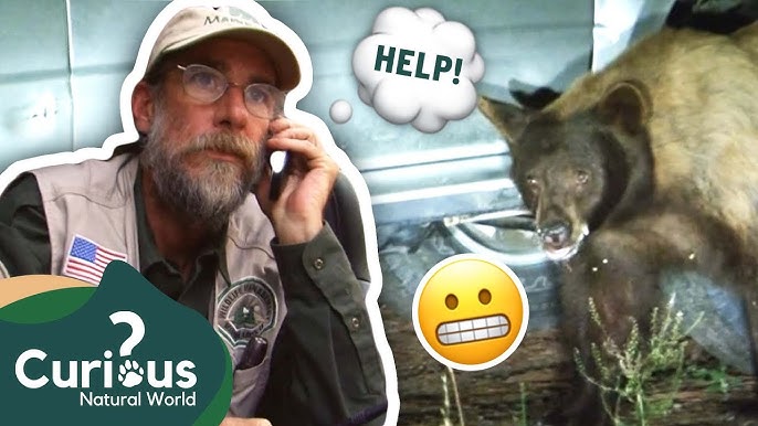 A WOUNDED Man Gets Knocked Over By A Grizzly Bear! 😭 | The Bear Whisperer  | Curious?: Natural World - YouTube