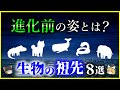 【ゆっくり解説】これがあの生き物の先祖⁉生物の進化前の「ルーツ」８選を解説/誰もが知っている動物たちの祖先とは