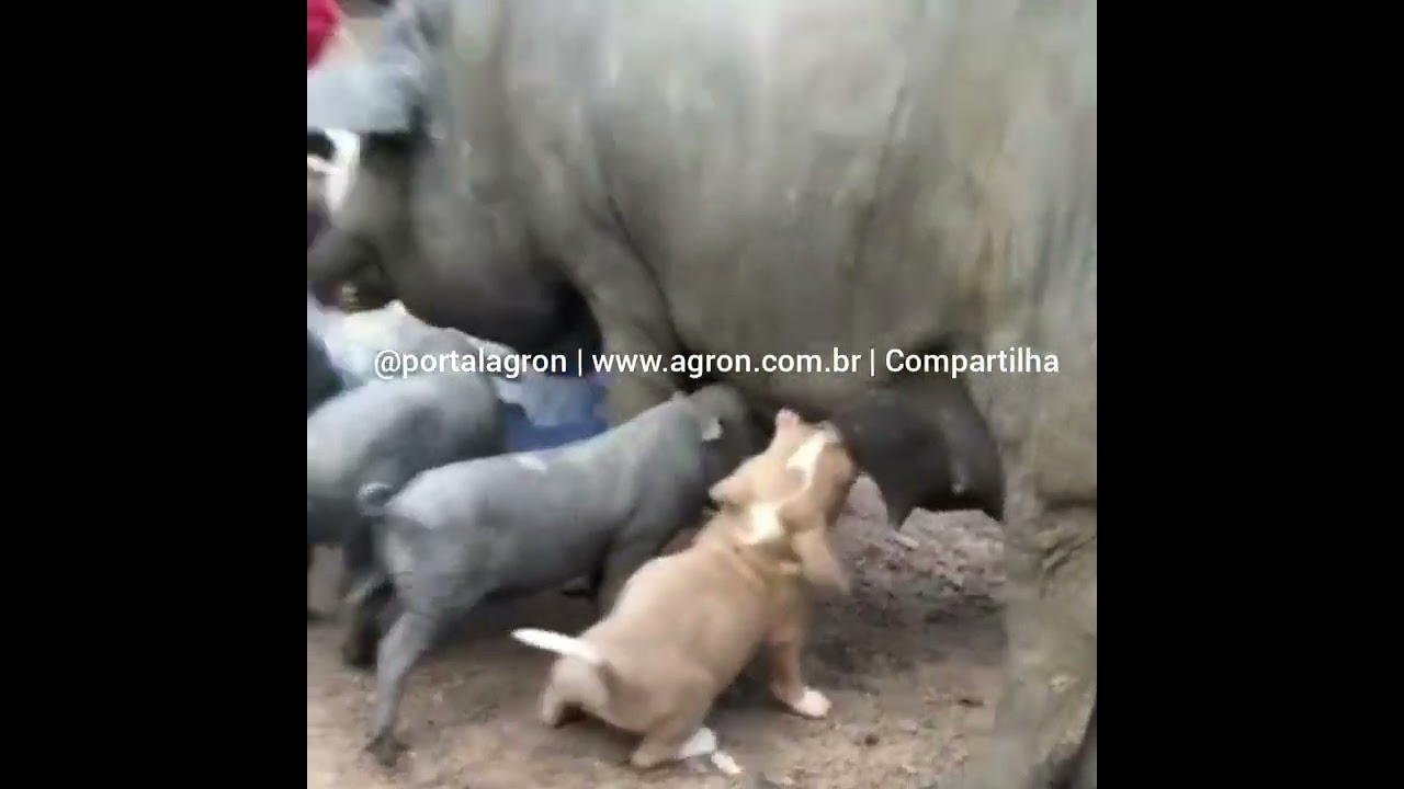 Cachorrinho mamando na mulher