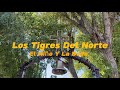 El Niño y La Boda (Music Videos)