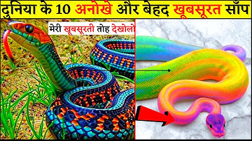 10 Most Unique & Exquisitely Beautiful Snakes in the World🌍🐍| दुनिया के  अनोखे और बेहद खूबसूरत साँप