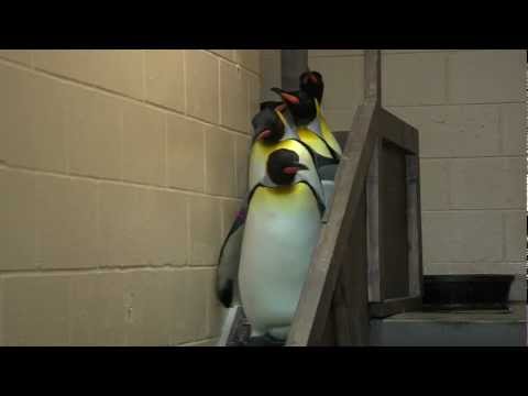 Video: Pet Scoop: Fluffy Penguin muutub esmakordselt MRI-ks, Dolphin Born at Chicago Zoo