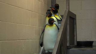 King Penguins Leaving Exhibit  Cincinnati Zoo