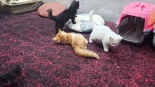 Cats playing|Beautiful cats having fun|Beautiful cats