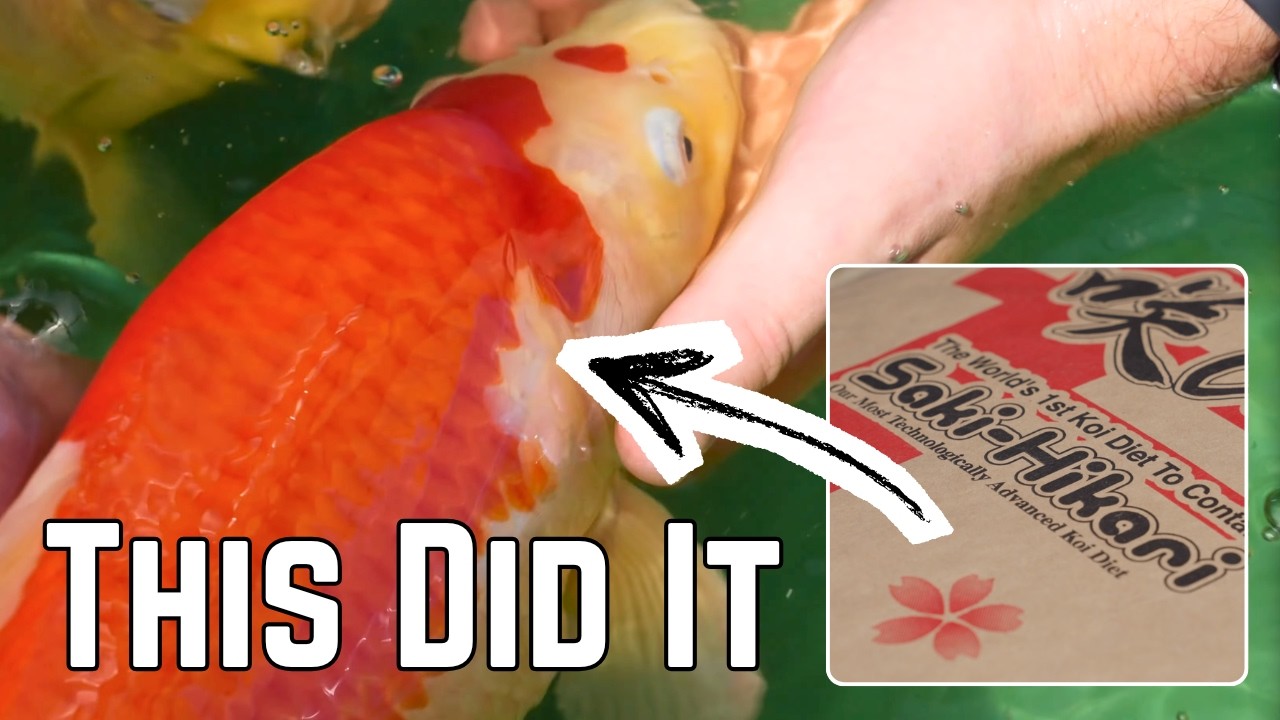 The Essential Role of Spirulina-Based Color Food in Koi Development