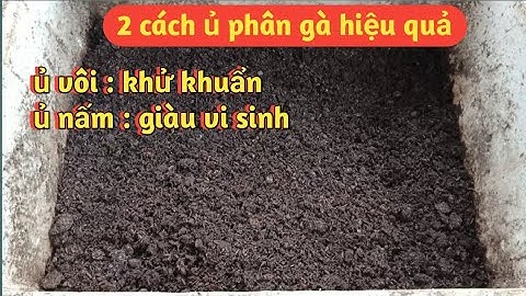 Ủ Phân Gà 2 Cách Hiệu Quả Nhất: Ủ Nấm & Ủ Vôi | Không Hôi, Nhanh Hoai, Khử Khuẩn, Bón Cây Cực Tốt!