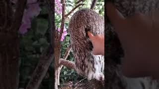 🦉 Cibbo Resimi
