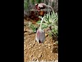 할미꽃의 봄날 (Pulsatilla Koreana) - 꽃님 Kkot Nim