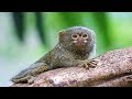 Curious marmosets: nature&#39;s miniature explorers.