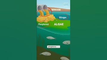 Science behind Algae Bloom
