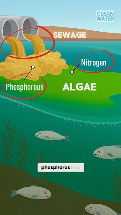 Science behind Algae Bloom