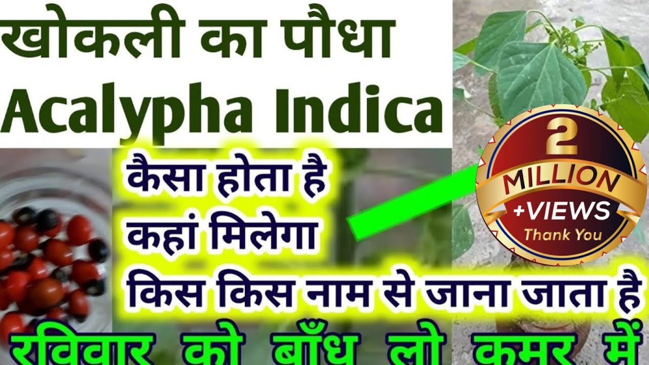 Acalypha Indica Plant In Hindi acalypha-indica-plant-in-hindi