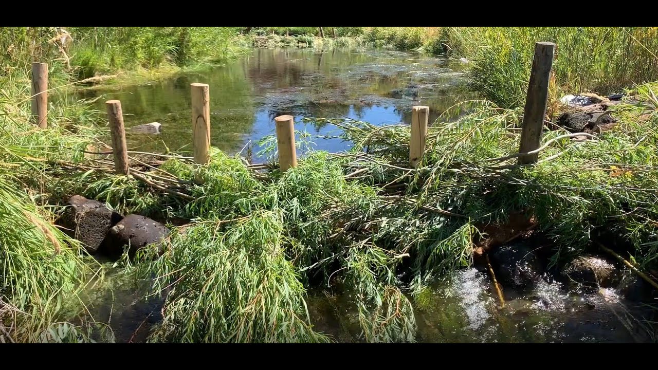 BDAs Beaver Dam Analogs at the Swaner Preserve YouTube