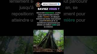 L'Incroyable Arbre qui Marche en Amazonie