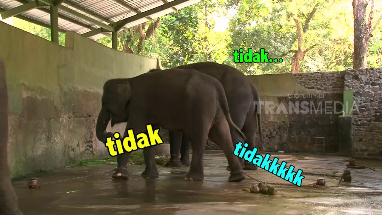 DUNIA BINATANG | KESAYANGAN KERATON (20/12/17) 2-3