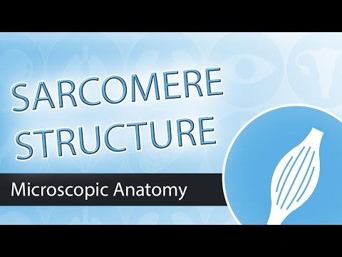 The Sarcomere- Structure and Components