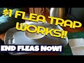 How to make a 1 homemade flea trap and end your flea problems for good