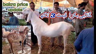 Big Goats - Qurbani Bakra | Bakra Mandi Faisalabad  Pakistan  |17 july 2020 |  price Update