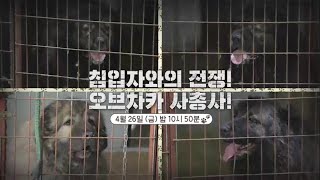 [예고] 세상에 나쁜 개는 없다 - 칩입자와의 전쟁! 오브차카 사총사! by EBS 세나개 x 고부해 - 왜그러냥? 귀엽개! 1,294 views 5 days ago 59 seconds