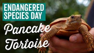 Pancake Tortoises  Endangered Species Day