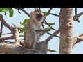 Zambezi Fig Tree and Vervet Monkeys