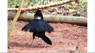 Birdwatching and Wildlifewatching in Arfak Mountains of Manokwari