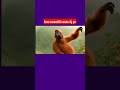love nwantiti remix dj yo | Dance monkey |Vimeo yuo tube #shorts #dance_monkey