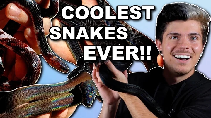 Meet Our 4 Newest and RAREST Snakes Yet!