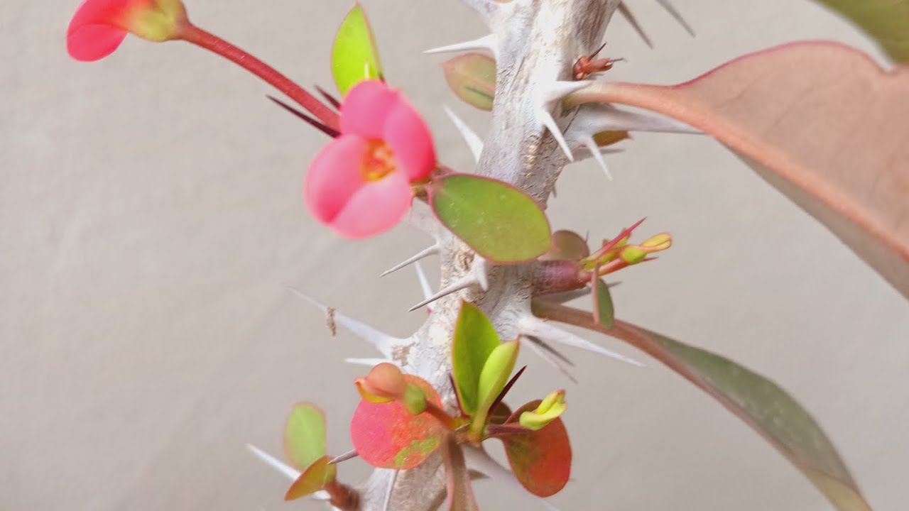 NƏZƏR GÜLÜNƏ BİR QAŞIQ VERDİM COŞDU ÇİÇƏYİM