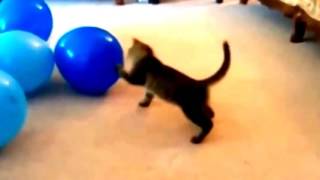 FUNNY CATS VIDEOS COMPILATION - BEST CAT  #2