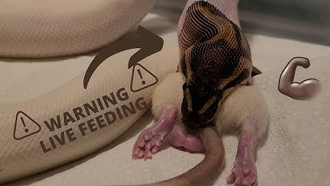 ⚠️Warning Live Feeding⚠️ Ball Python Feeding On A Medium Rat 🐀