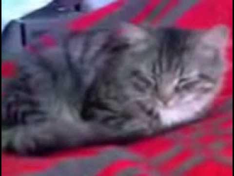 Собака под одеялом. Засыпающий ютуб. Засыпающий ютуб. Засыпающий ютуб. Засыпающий ютуб.