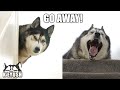 LAZY Husky ARGUES About Getting Out of BED For a Walk!