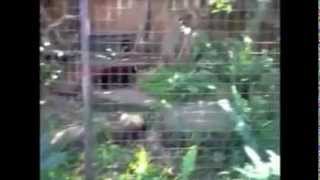Cute Red Panda Parkour