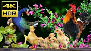 Cat Entertainment Videos 4K HDR - Backyard Birds for Cats to Watch and Their Chicken, Duck Friends