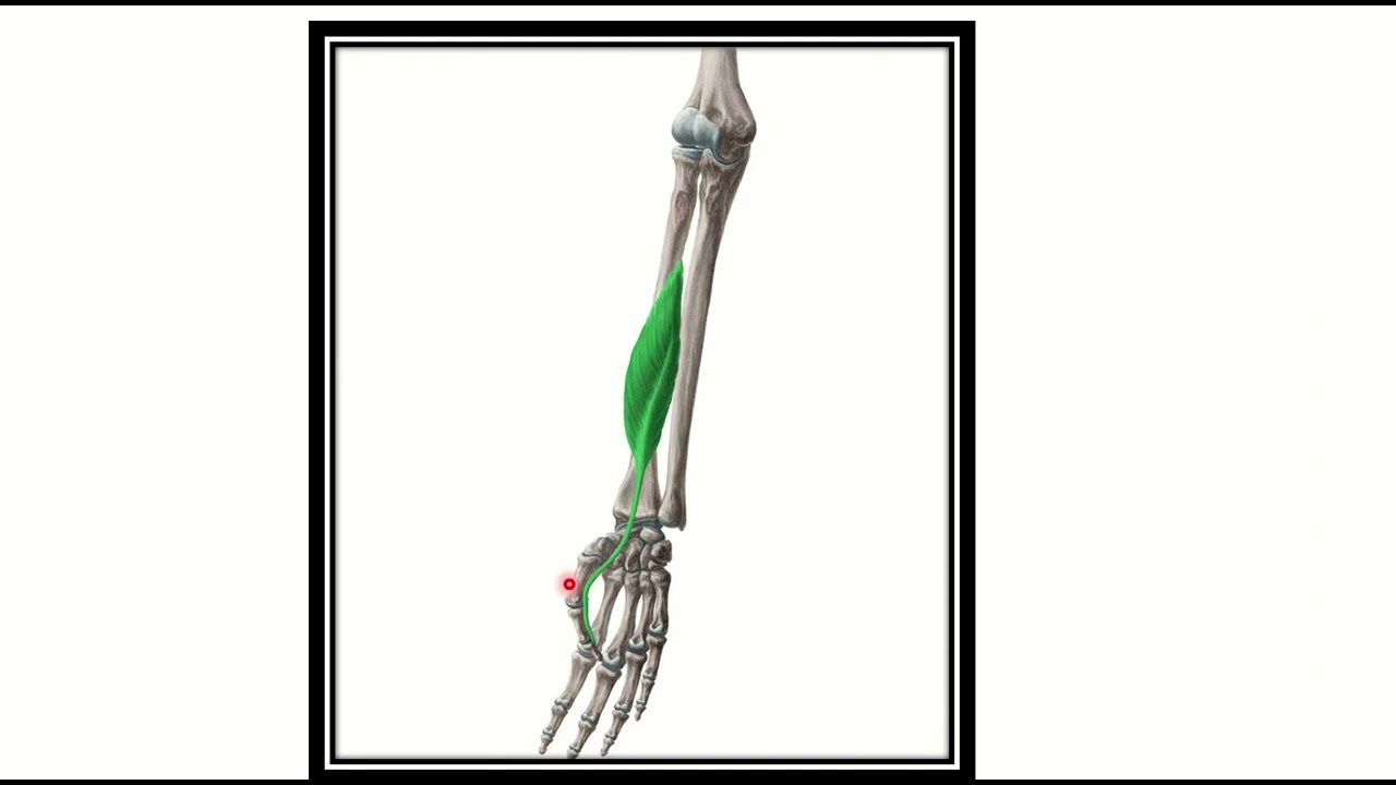 Muscle Of Thumb MRCS Question Solve CRACK MRCS YouTube muscle-of-thumb-mrcs-question-solve-crack-mrcs-youtube