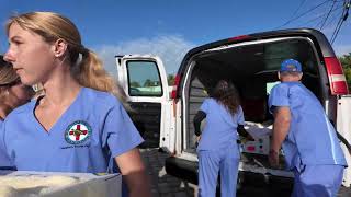 Critically Endangered Sea Turtles Rescued in Florida After 'Cold Stunning'