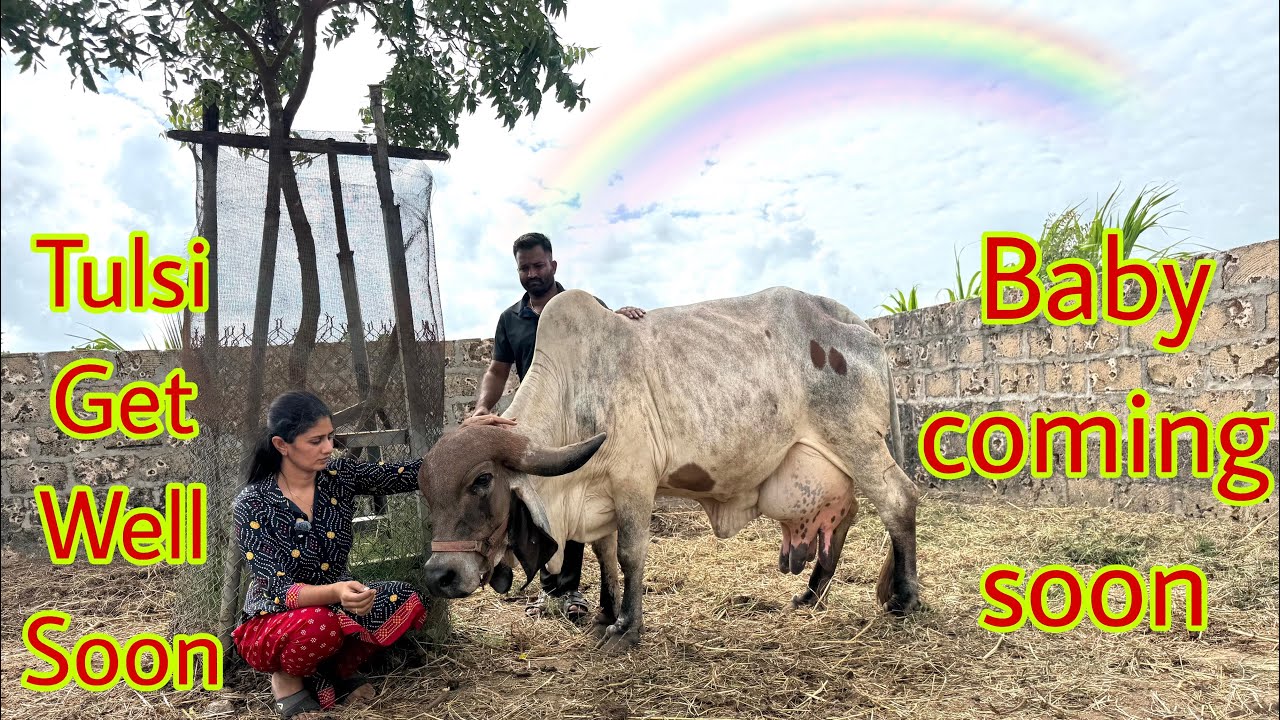 Vegad ka baby jald hi ayega or tulsi ki leg injury #cowvideos 