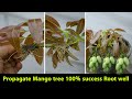 Best natural red onion propagate mango tree from cutting with 100 success root well