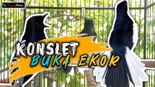 BIKIN KACER KALIAN CEPAT KONSLET MAU BUKA EKOR LANGSUNG ON - BONJOL KICAU