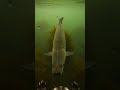 Camera on Otter 🦦 What Will It Find?