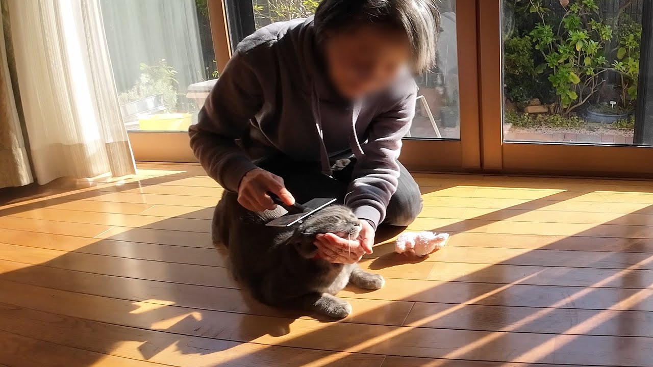 A simple, ordinary day, but a happy one for the clingy cat “Hana