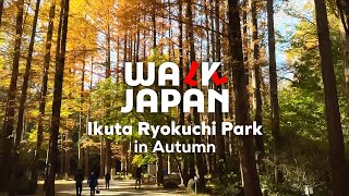 Ikuta Ryokuchi Park in Autumn | Walk Japan