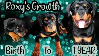 Rottweiler Puppy Growing Up to 1 Year Old